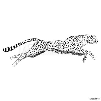 Bild på Hand drawn sketch of running cheetah Vector illustration